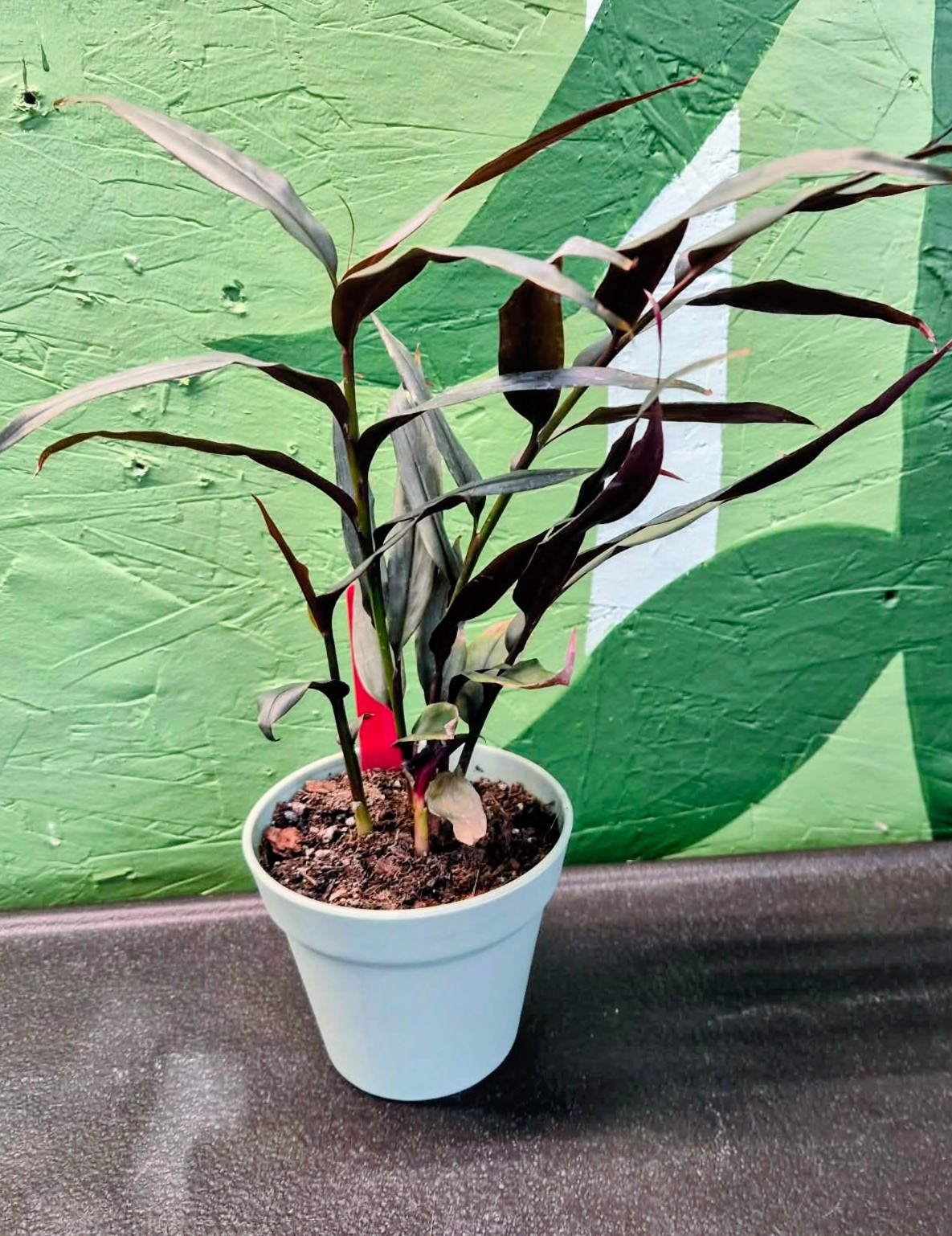 Red Ginger