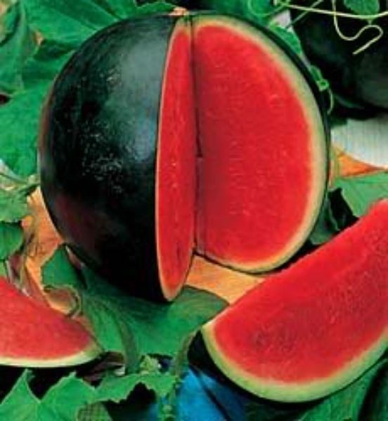 Sugar Baby Watermelon! 20 SEEDS! COMB. S/H! SEE MY STORE