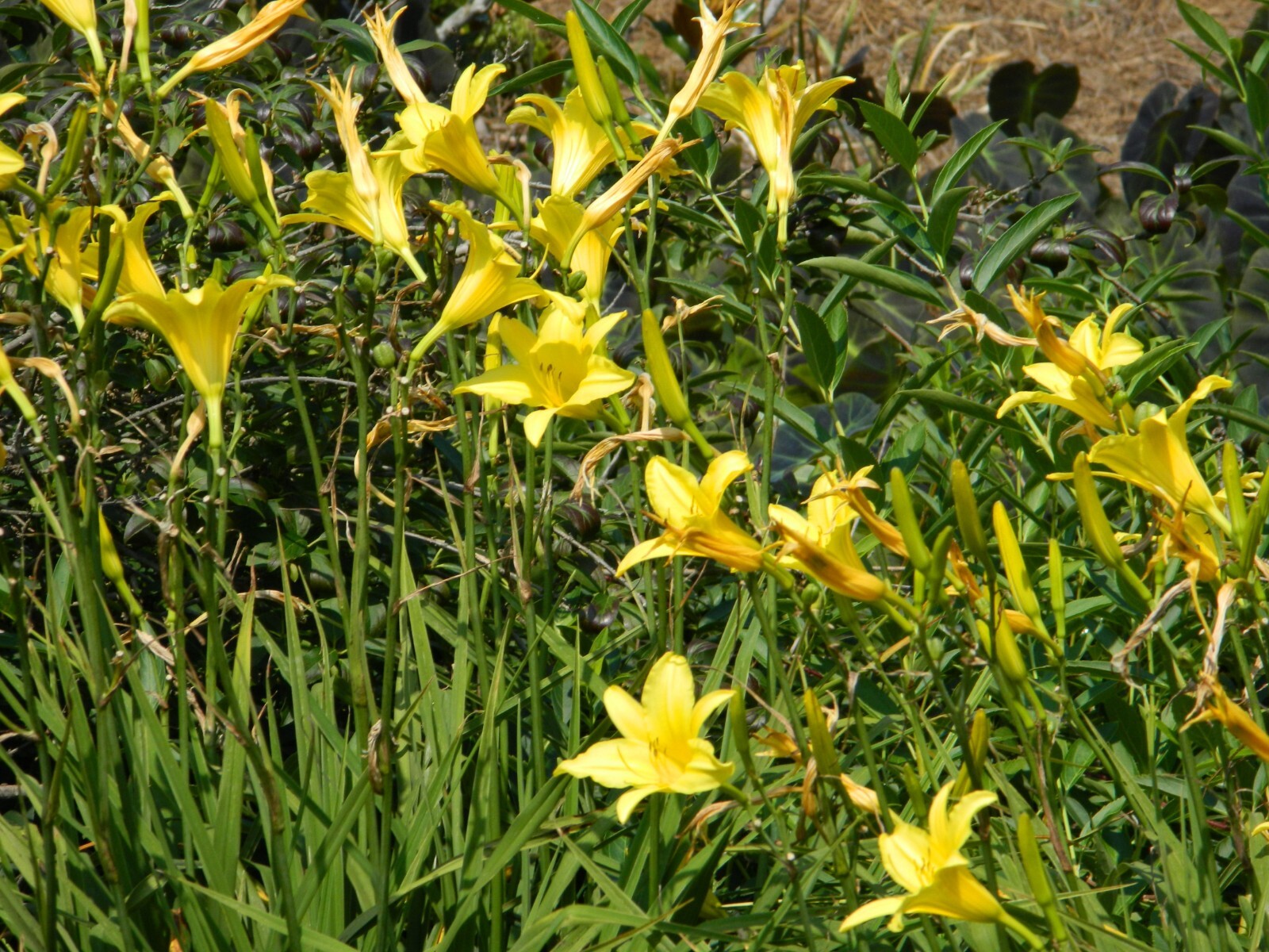 20 Seeds HYPERION Daylilly 6 1/2 inch lemon yellow blooms on 36 inch Stalks