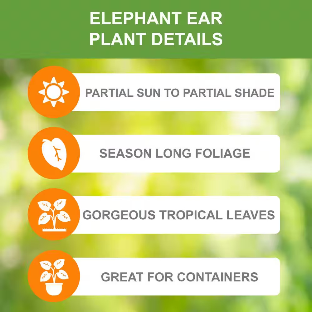 9/11 In. Colocasia White Lava Elephant Ear Bulbs (Bag of 5)