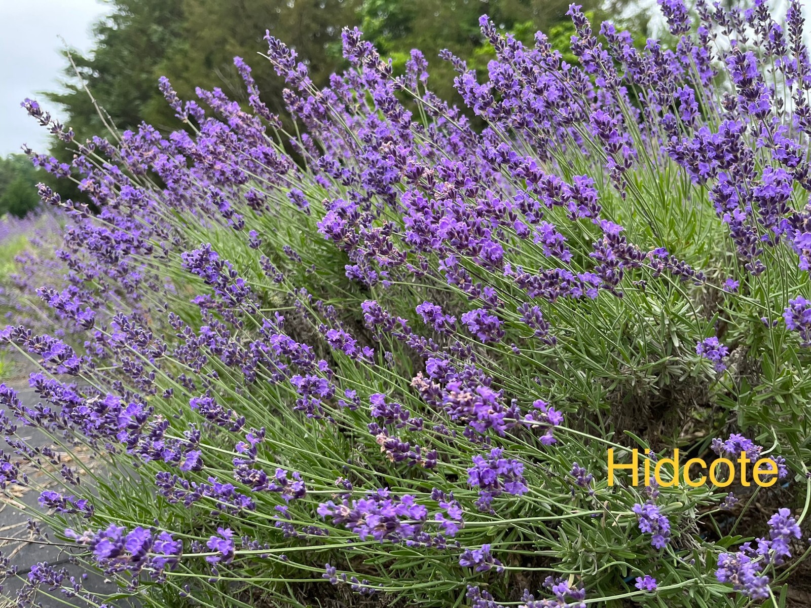 Lavender Live Plants, Spa Plants, Aromatic Herb, Well Rooted Plugs FOR SALE