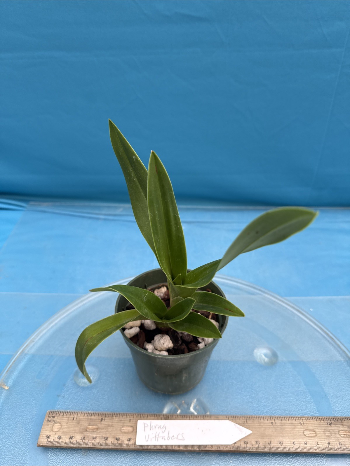 Phragmipedium Vittabess Orange Red Yellow Orchid Hybrid Tall Spikes 4” Pot