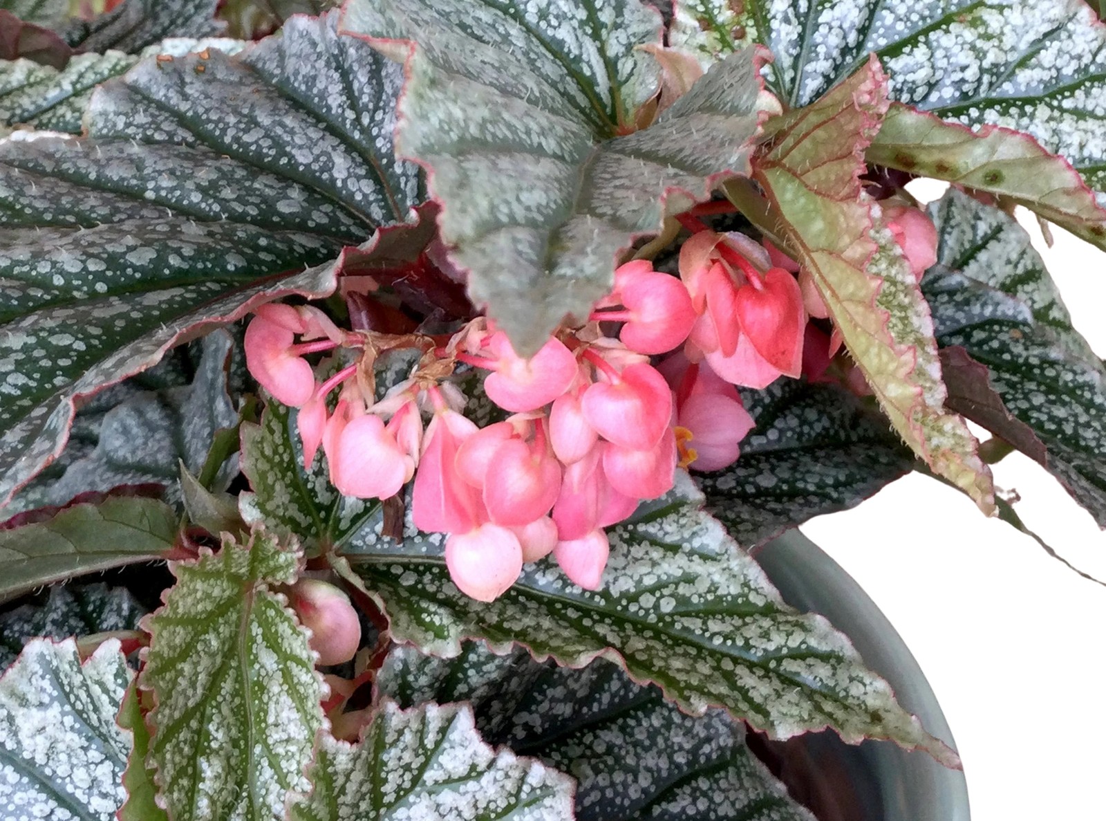 Angel Wing Begonia Frosty Indoor Live Plant Polka Dot Foliage Easy Care