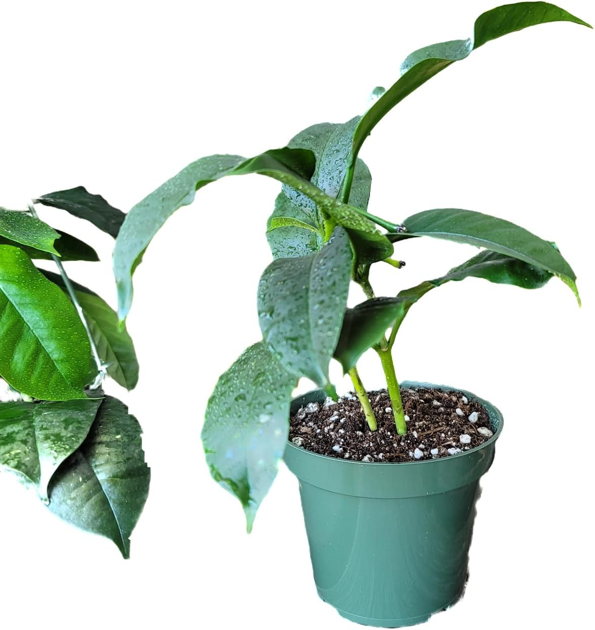 Hoya Shooting Star – Hoya Multiflora – Hoya Plants Live Houseplants – Stunning S
