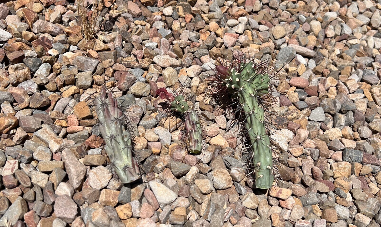 3 cholla cactus cuttings, various sized, unique cactii from sonoran desert
