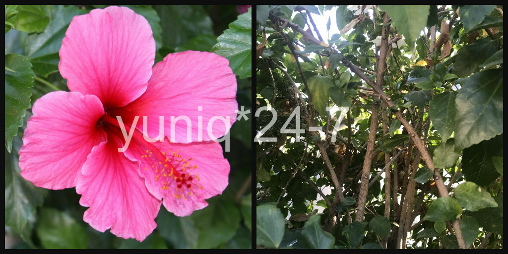 (5) Unroot 8″ Stems Hibiscus ~Hawaiian Pink~ Branches/Cuttings, Bush/Shrub/Tree