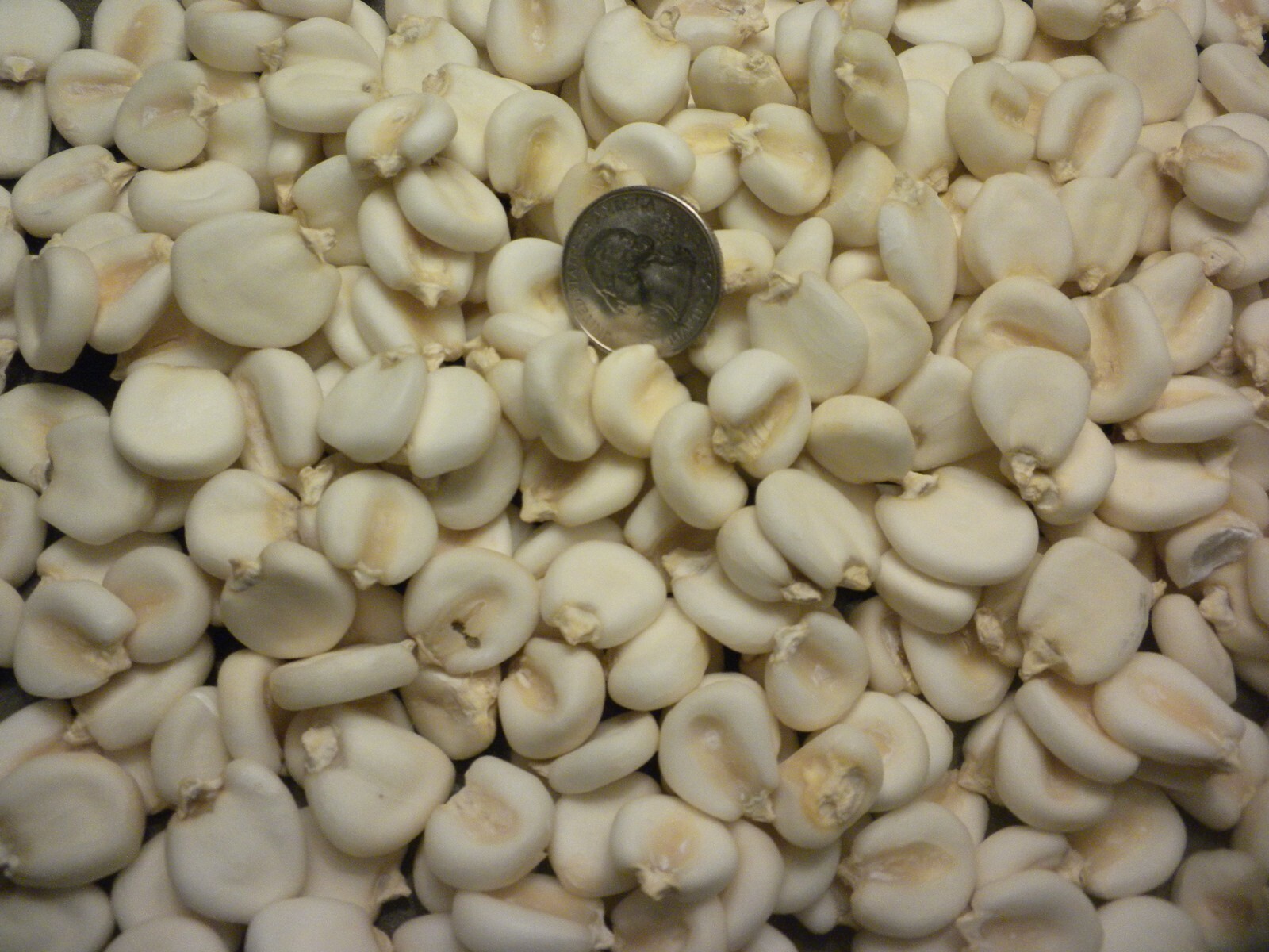 1 OZ Non-GMO Giant Cuzco Inca White Corn seed huge seeds rare genuine ~25 seeds