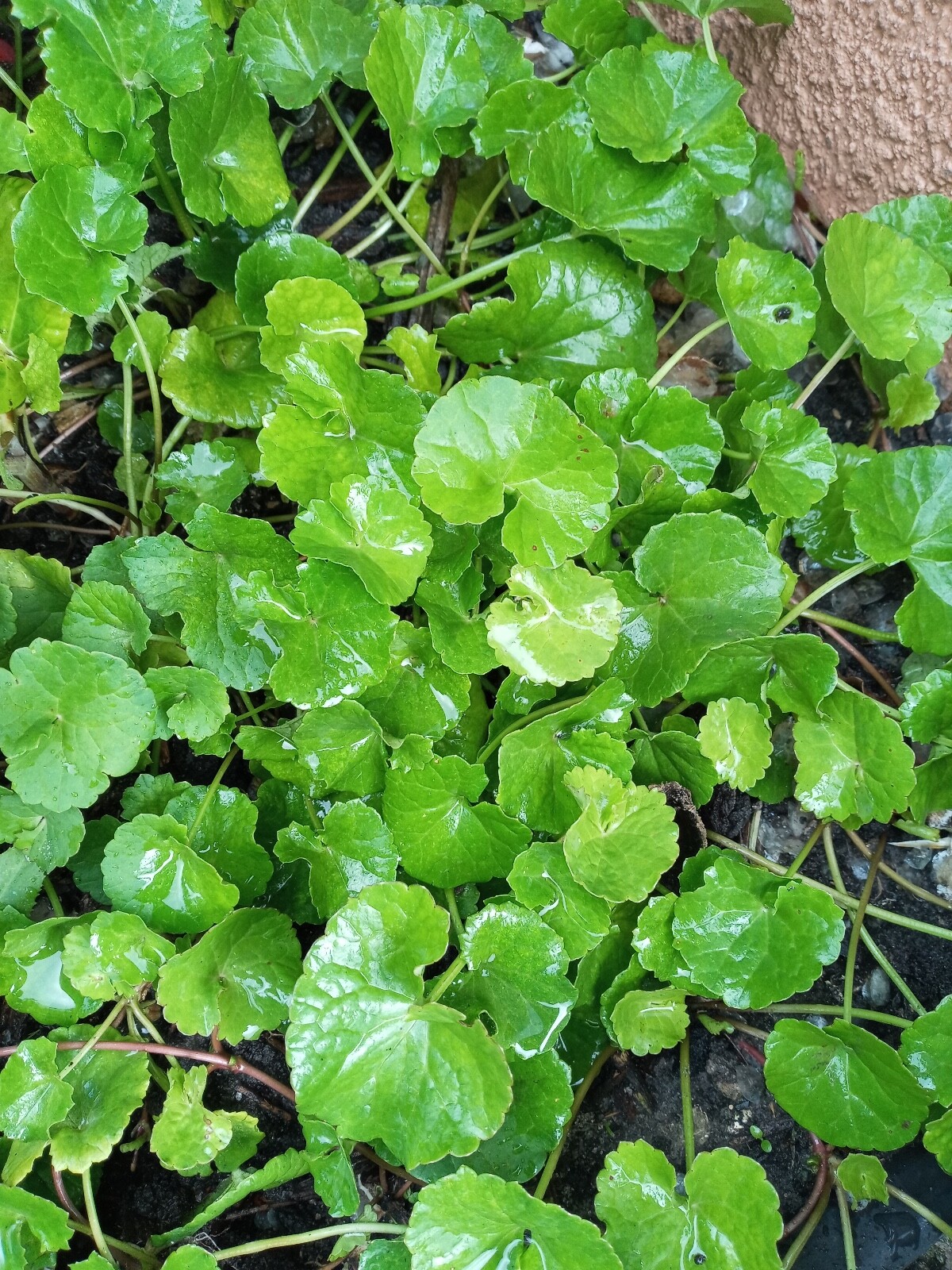 15 Pennywort Edible Rau Ma, Gotu Kola Centella Asiatica live plants