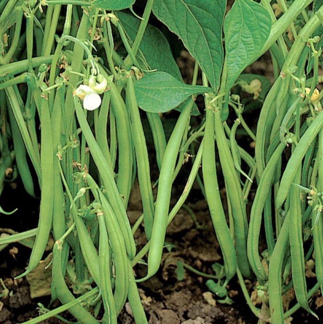 30 ct Blue Lake 274 Bush Bean – Non-GMO / Heirloom