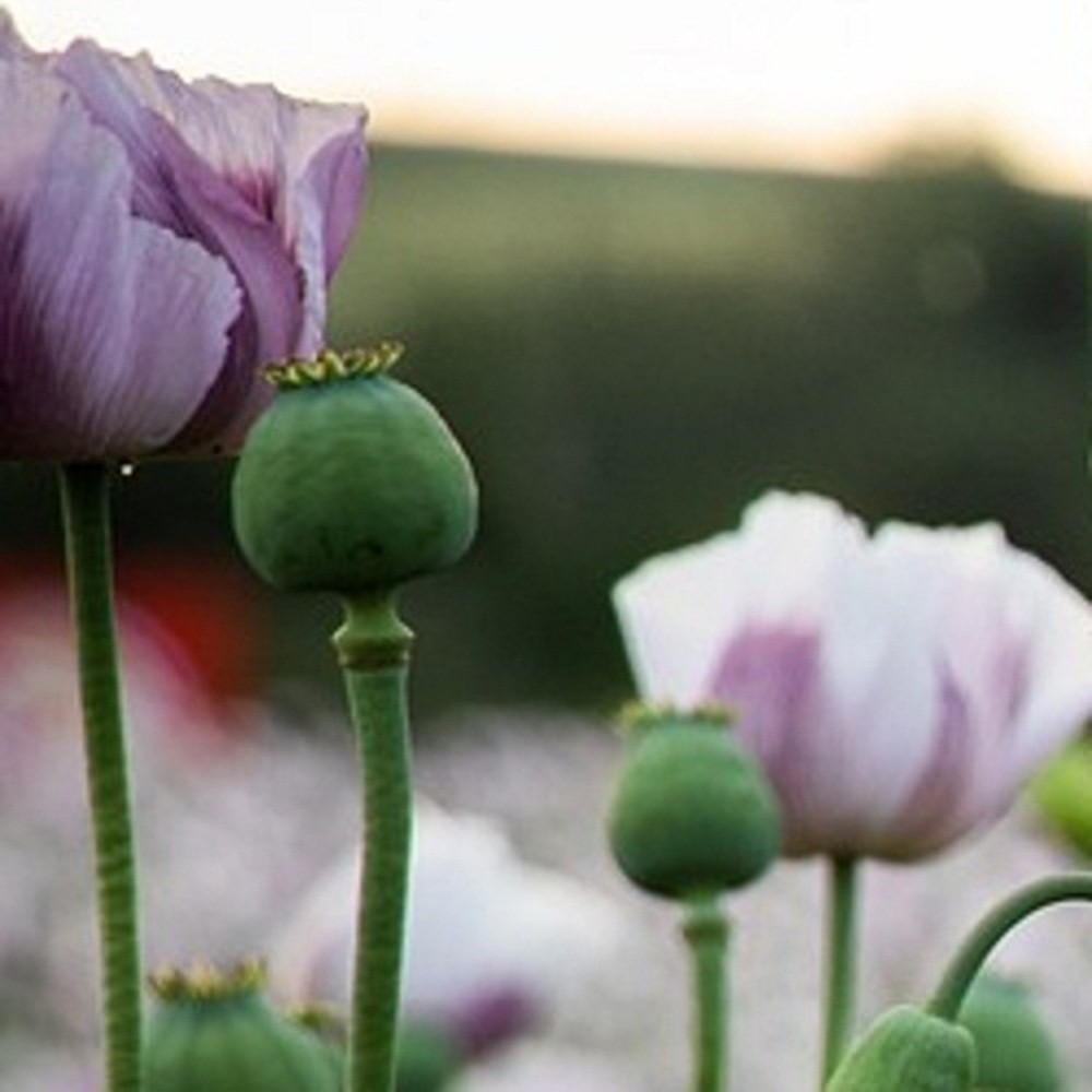 10,000 Untreated Tasmanian Poppy Seeds for Planting Authentic Papever Somniferum