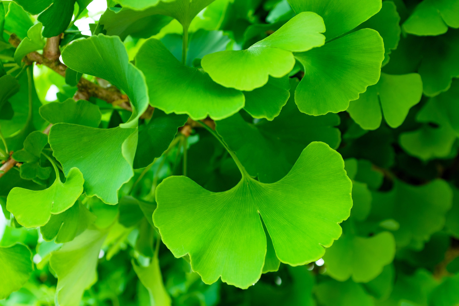 10 GINKGO BILOBA Maidenhair Tree Yellow Fall Orange “Fruit” Herb Seeds