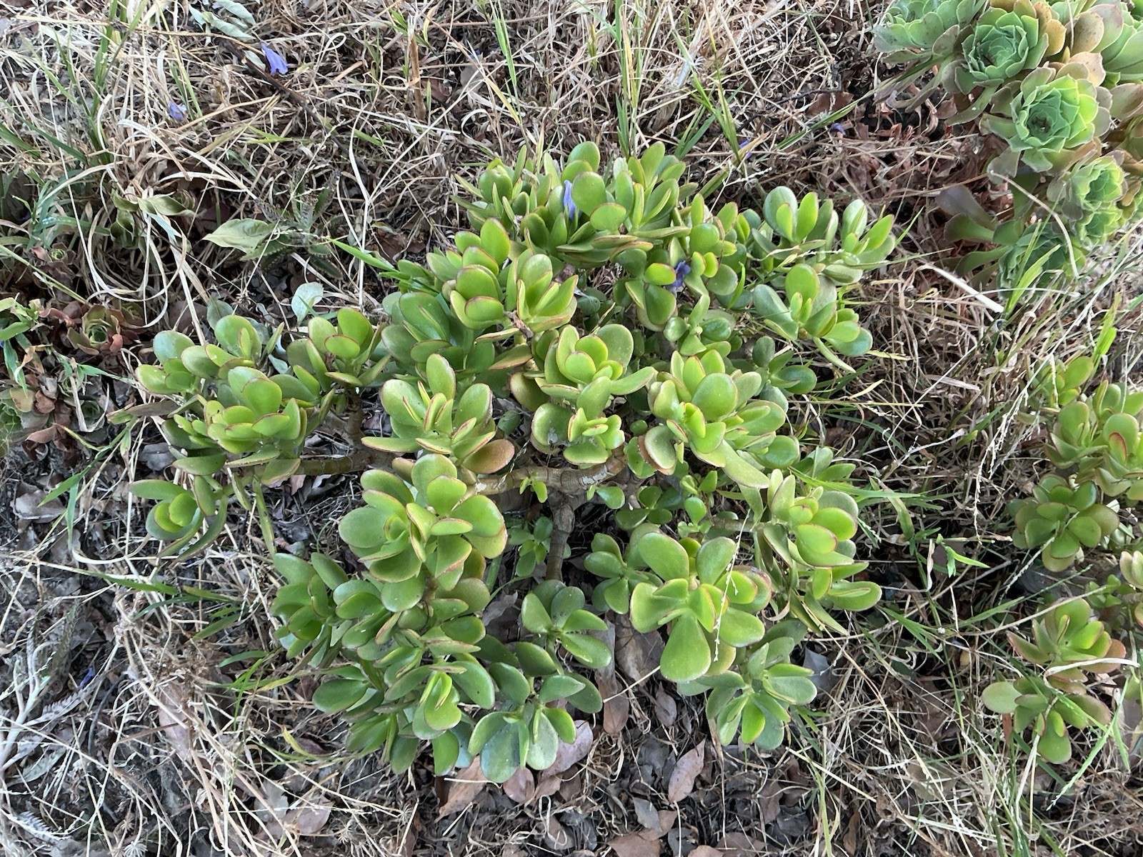 Healthy lush green Crassula Ovata Jade Plant cluster, Rooted 18” tall with roots