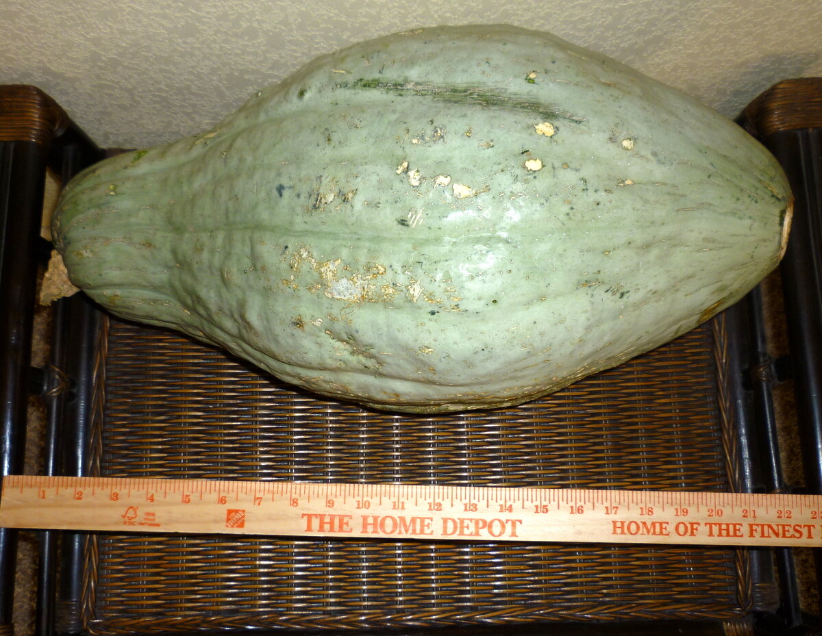 15+ RARE GIANT BLUE HUBBARD SWEET SQUASH SEEDS 15-30LBS 16-26″ ORGANICALLY GROWN