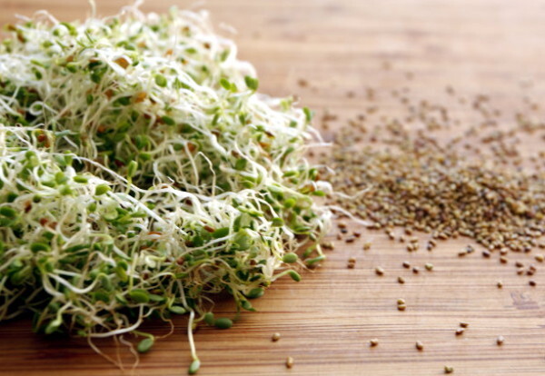 Organic Alfalfa Mix Sprouting Seeds – 4 ounces