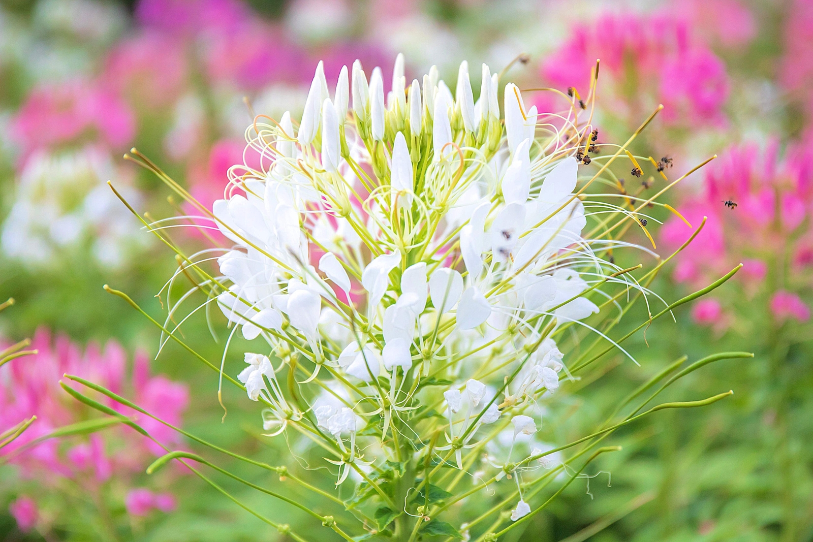 200 WHITE QUEEN CLEOME Hassleriana Cleome Spinosa Spider Flower Seeds