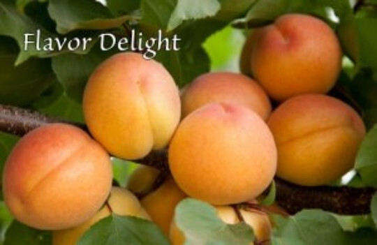 Flavor Delight Aprium scions/cuttings (Apricot X Plum hybrid)