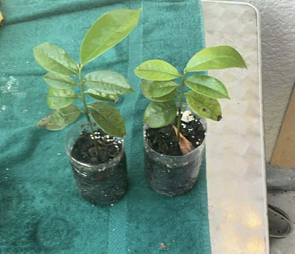 4”- 9” Annona Muricata Graviola Soursop Guanabana Potted Starter PLANT Tropical