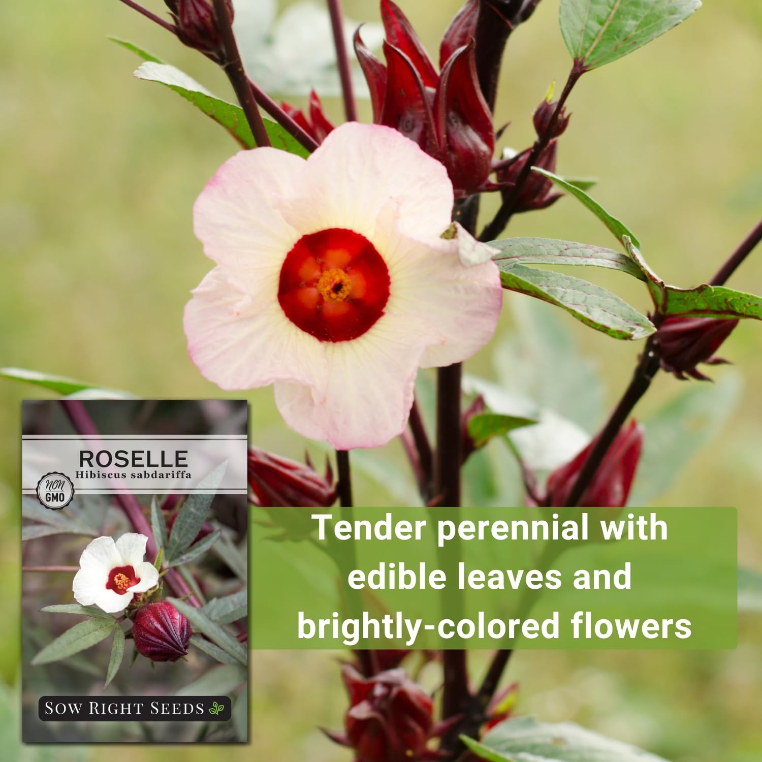 Sow Right Seeds – Roselle for Planting – Hibiscus Yellow, Red