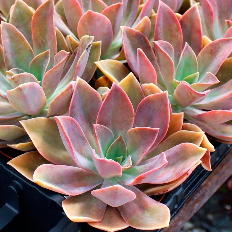 Rare Graptoveria Dusty Succulent Pink Rooted Live Plant 2-Inch Indoor Outdoor