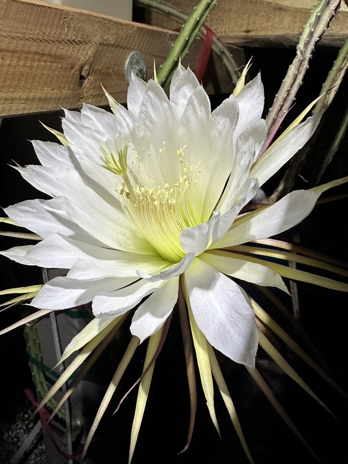 Rare Jindo No. 1 金都1号 Dragon Fruit Cutting 10 To 14 Inch