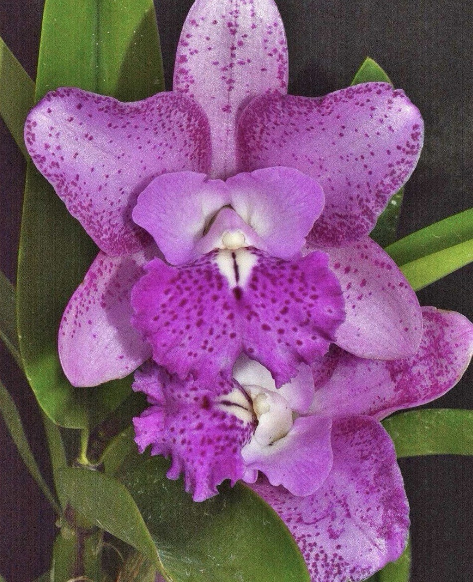 Bct. Suncoast Pink Mermaids – Mounted On Cork – Blooming Size