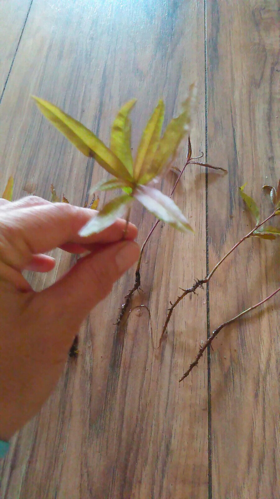 10 Willow Oak (Quercus Phellos) Tree Seedlings