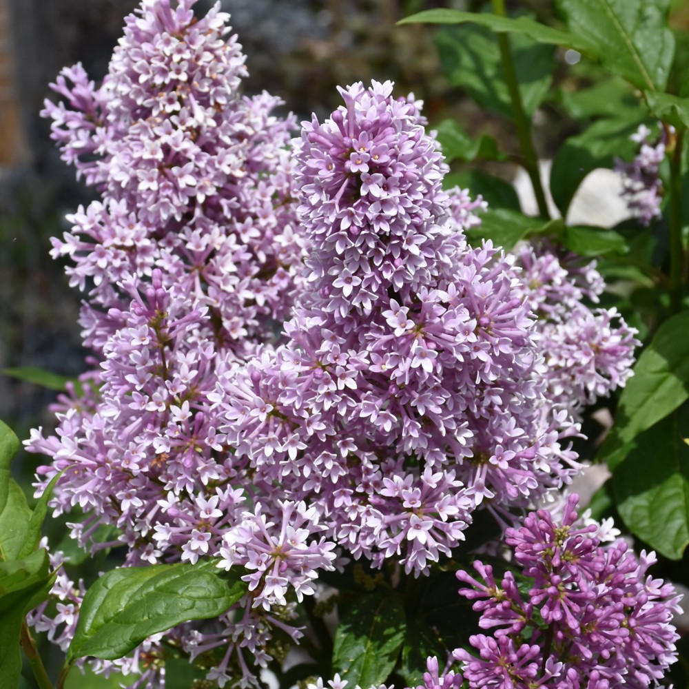 Syringa x prestoniae ‘Donald Wyman’ LILAC 12+ INCHES LIVE PLANT