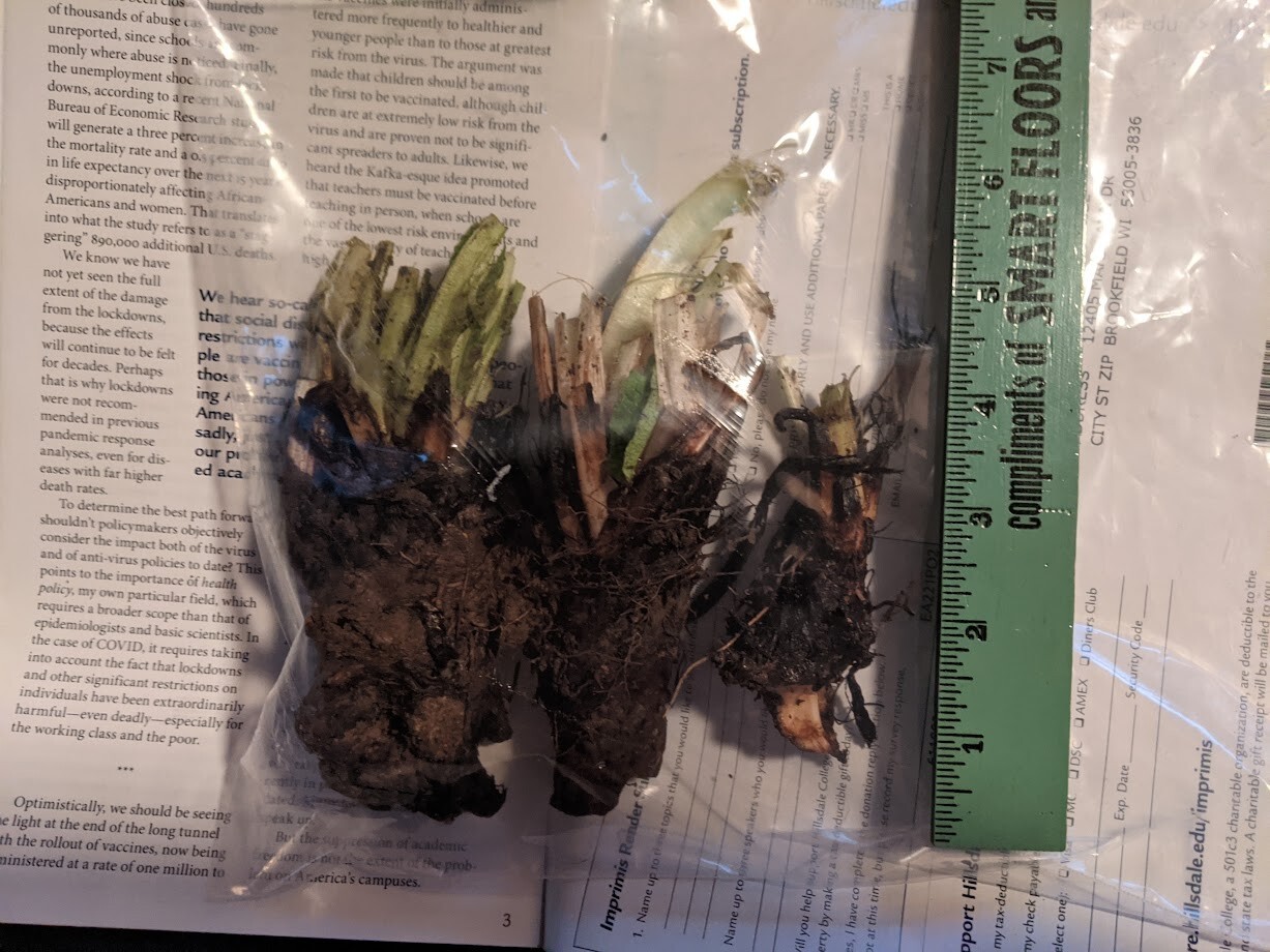 Comfrey root crowns – pollinators, composting, fertilizer