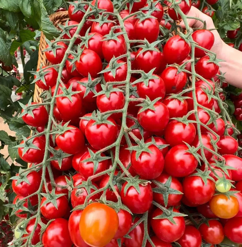 10+ WATERFALL TOMATOES SEEDS – SWEET – HIGH YIELD – HEIRLOOM – ORGANIC — RARE