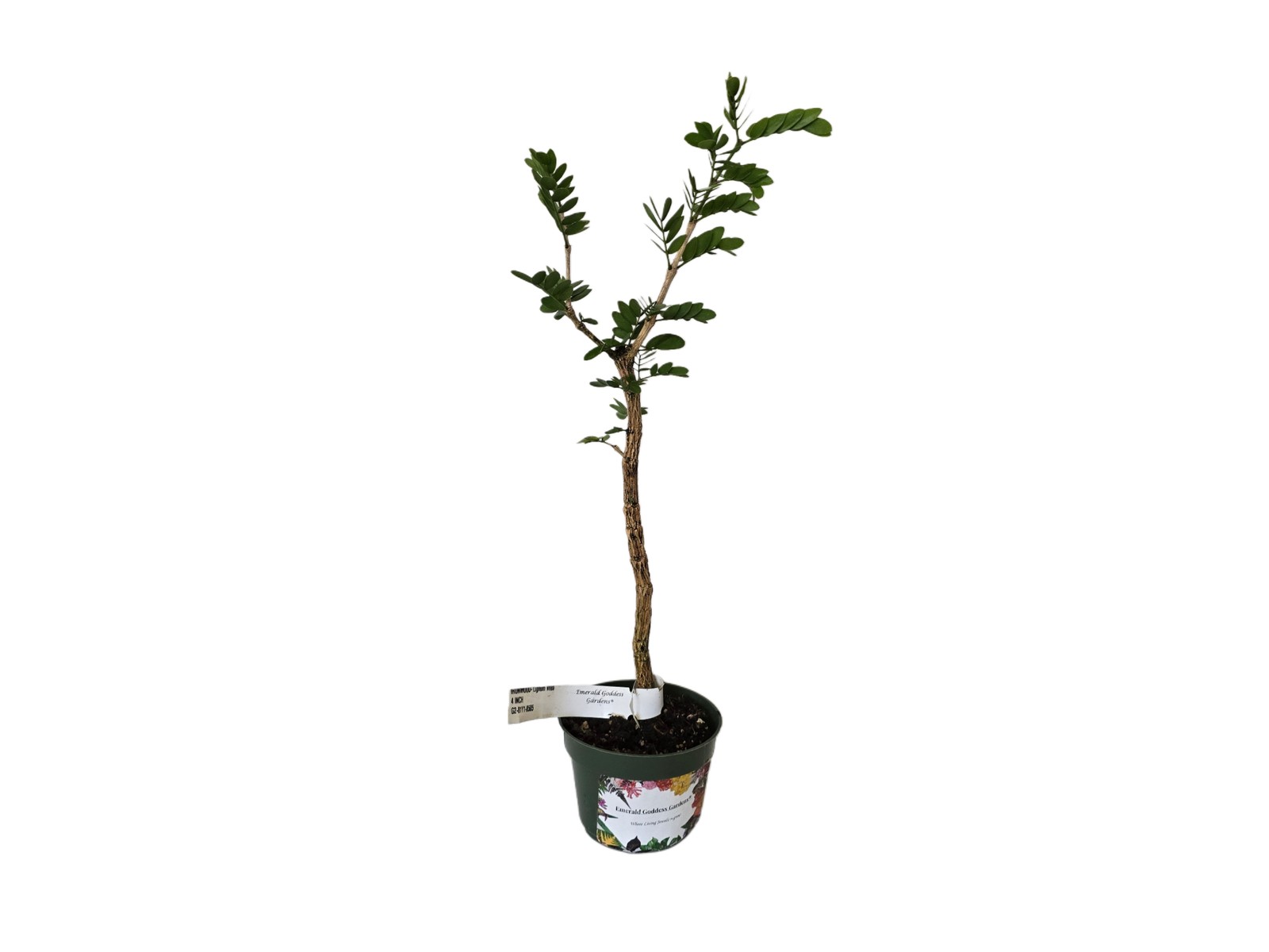 IRONWOOD Tropical Tree of Life Plant Lignum Rare Blue Flower Bonsai Starter