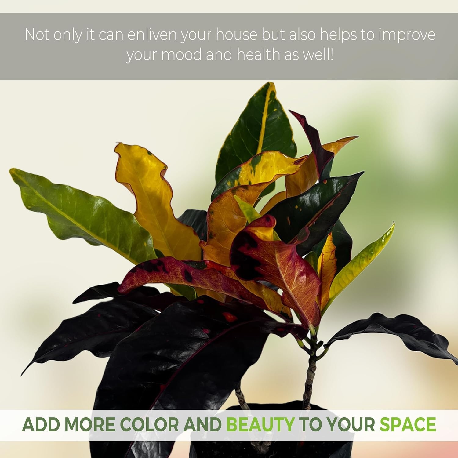 Crotton Monalisa (2pack) by LEAL PLANTS ECUADOR | Tropical Plant |Natural Décor
