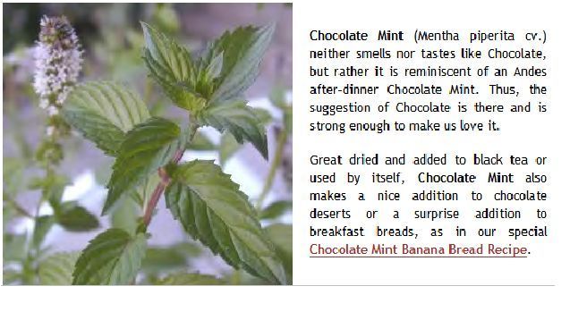 Mint Chocolate Scented Herb Plant 25 + Seeds Home Grown USA Seller
