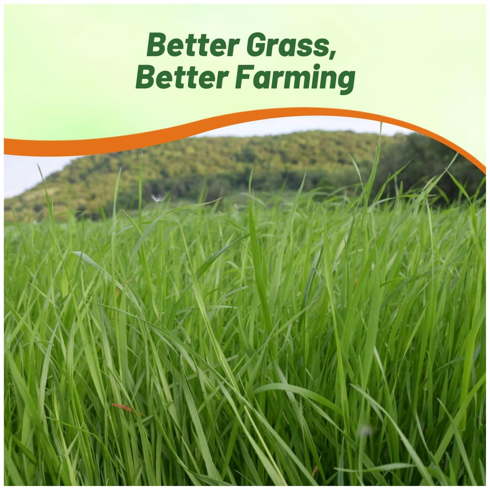 50 LBS Annual Ryegrass Seed – Cover Crop