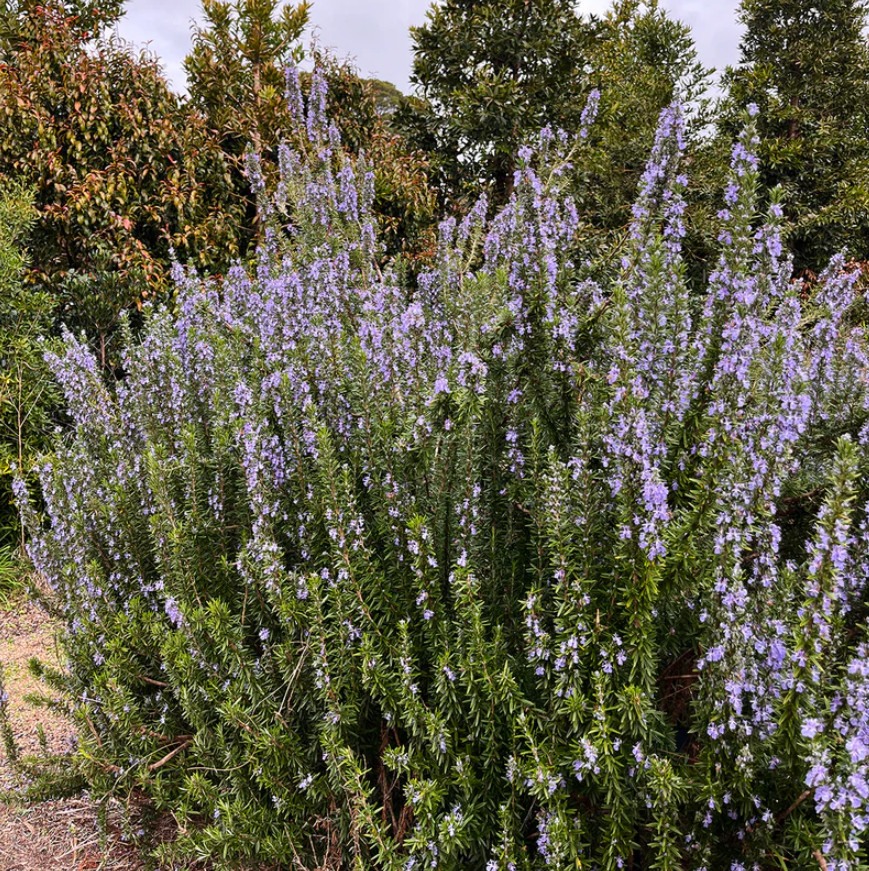 1 Live Rosemary – Tuscan Blue Plant – 1–3” Tall in Plug