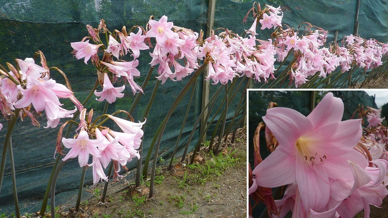 AMARYLLIS BELLADONNA NAKED LADY FLOWER BULBS HARDY ZONES 7-10 FRAGRANT BLOOMS!!!