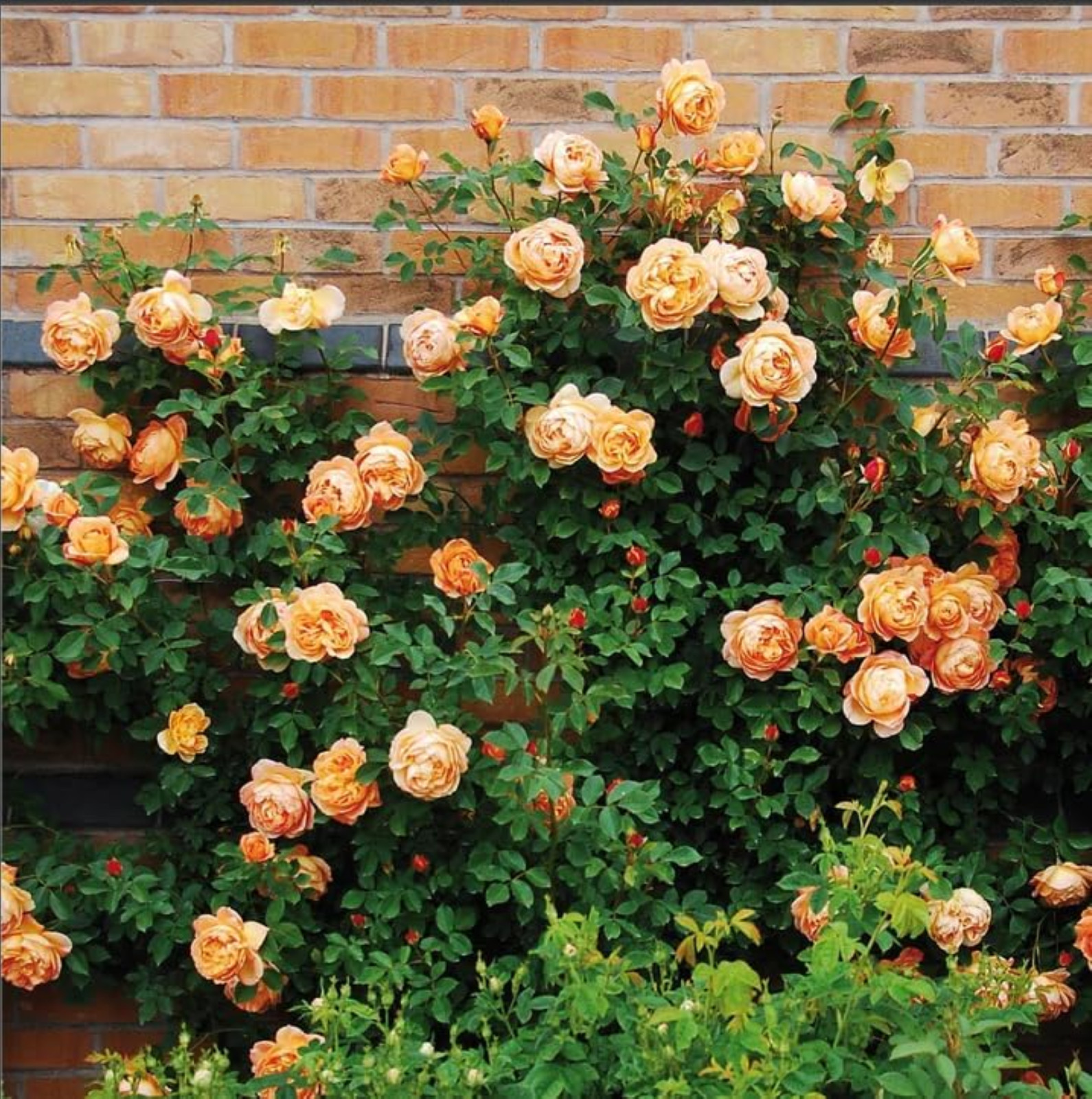 Mixed Climbing Rose Rosa Seeds for Planting Outdoors -Heirloom Garden Vine Home