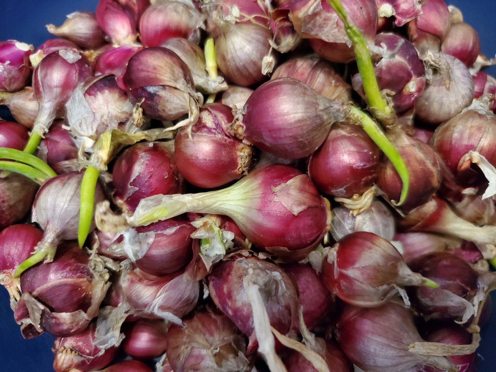 Egyptian Walking Onions Bulbs 5 Jumbo Size Lot Organic Heirloom 2026 Harvest