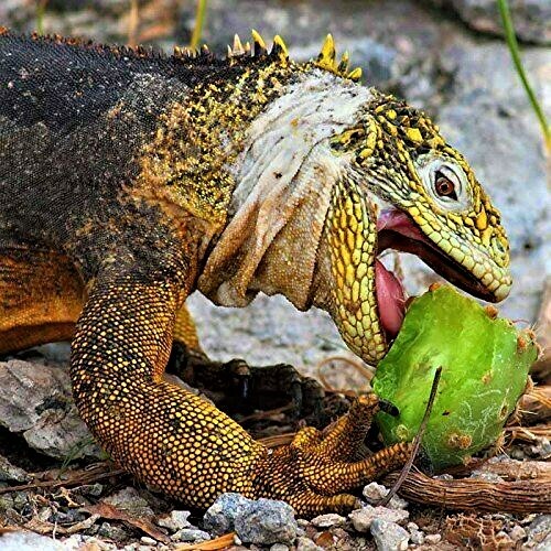 Prickly Pear Cactus Pads Organic Plant, Beauty Regimen, Reptile and Human Food