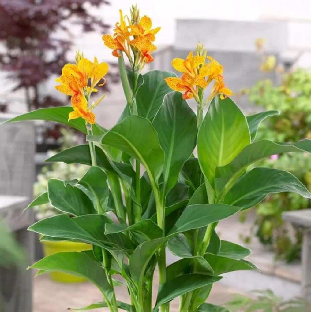 10pcs Canna Lily Seeds Canna x Generalis Cleopatra Ornamental Plant Seeds Home G
