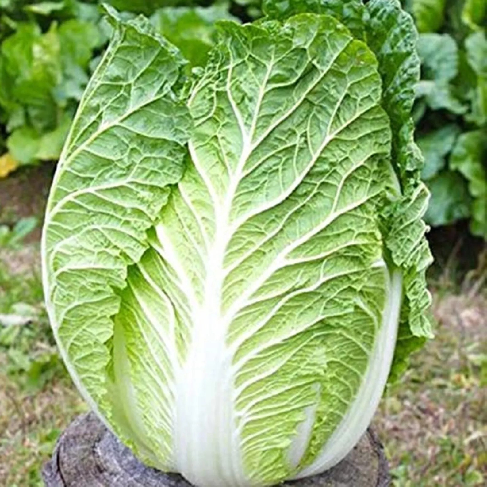 400+ Kyoto No 3 Japanese Napa Cabbage Seeds – Chinese Lettuce – Bok Choy Asian