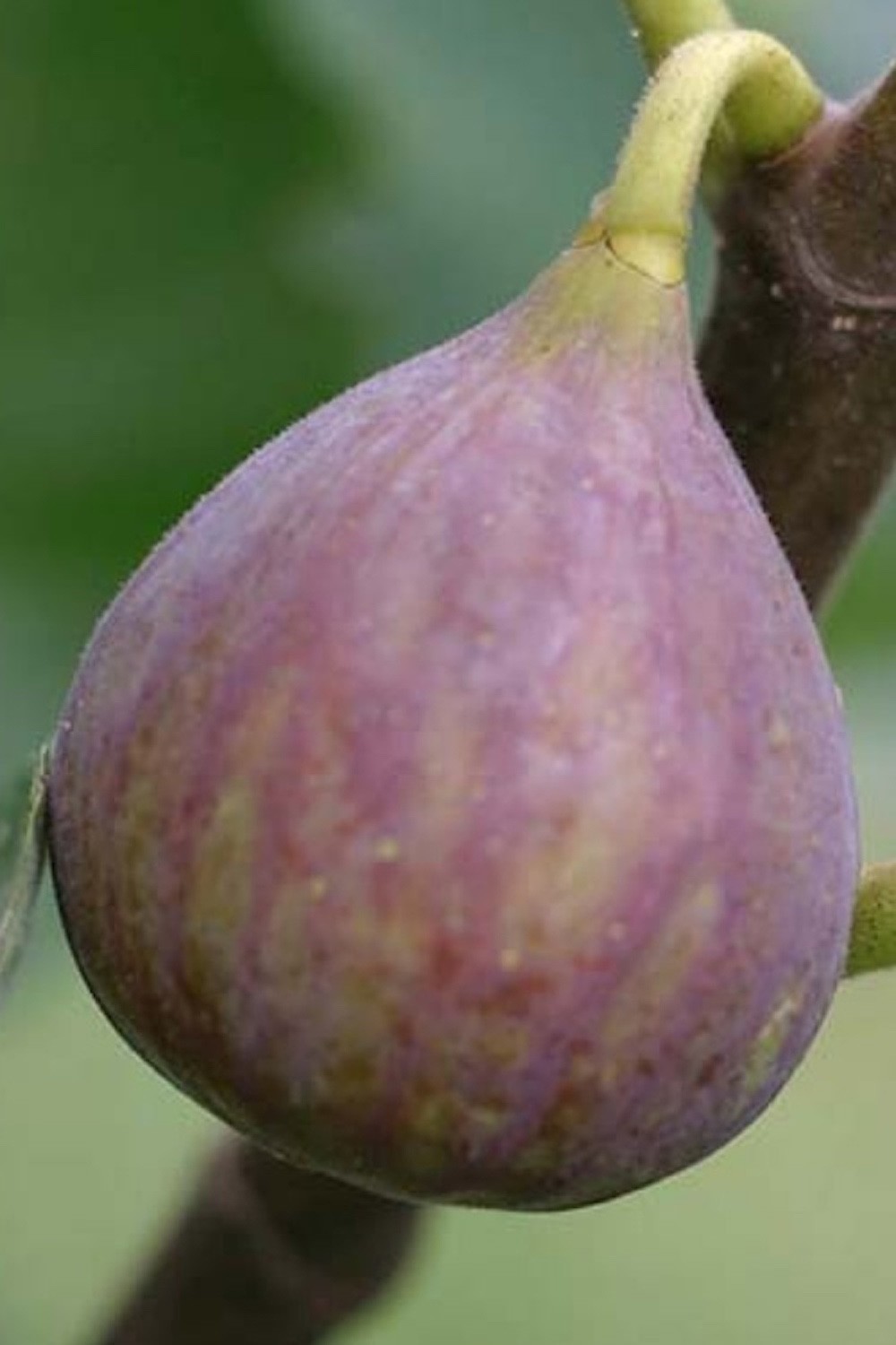 1 Celeste Fig Tree Starter Plug (Honey/Sugar Fig) – Ficus carica