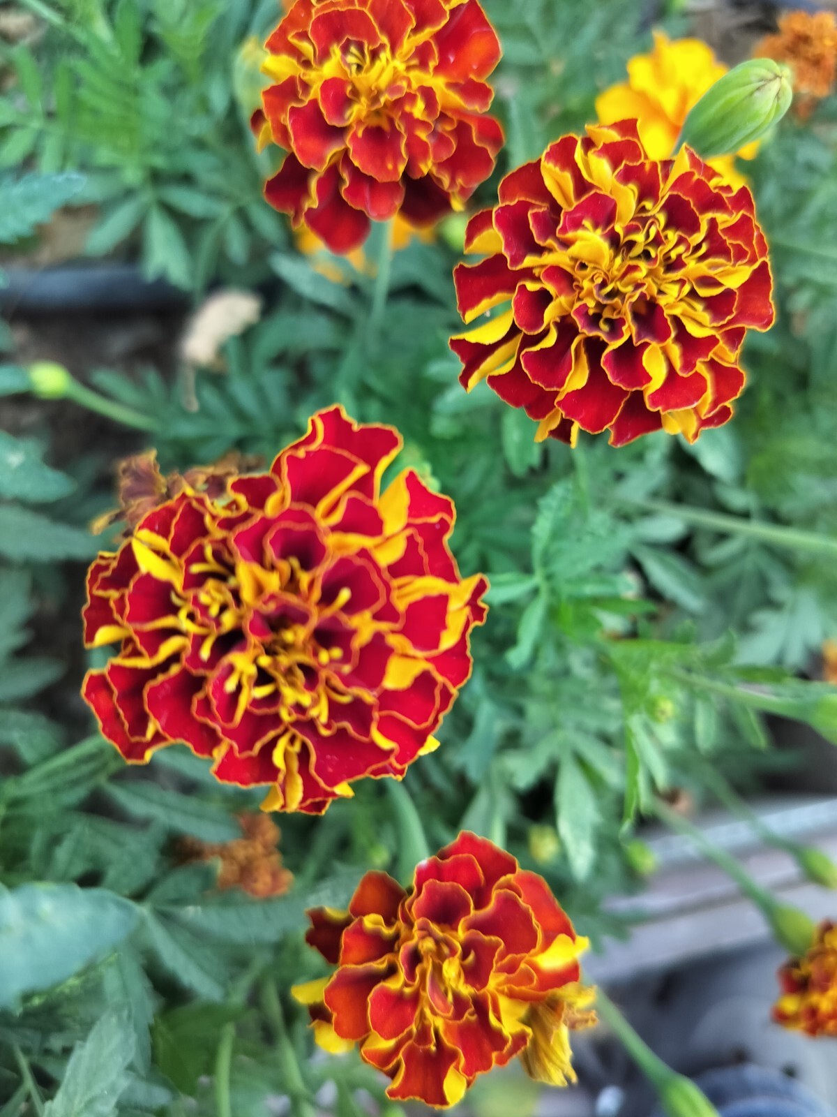 100+ seeds of French Marigold Mix Dwarf Sparky , 2024 harvested Non-GMO