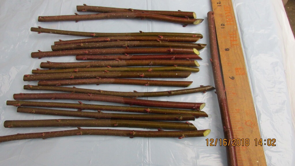 Flowering White Dogwood Tree Qty-16 Propagation unrooted Cuttings