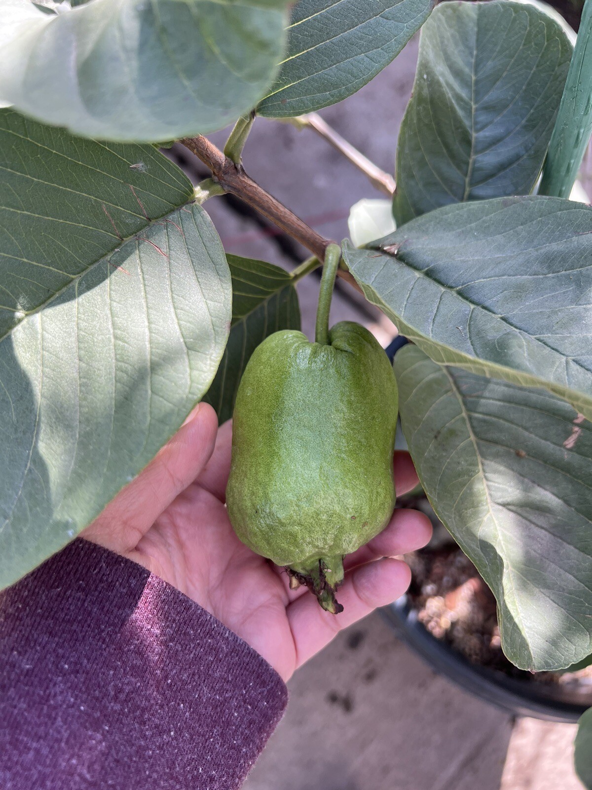 2.Airlayer Taiwan White Seedless & Thai square seedless Guava Tree ( 3 1/2 Feet)