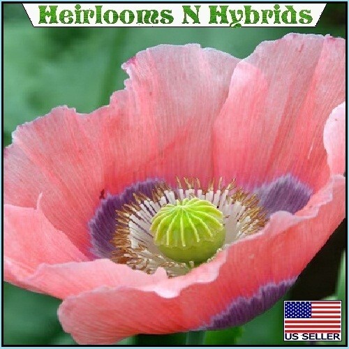 5,000 The Giant Rattler Papavear Somniferum Giganteum Poppy Seeds For Planting