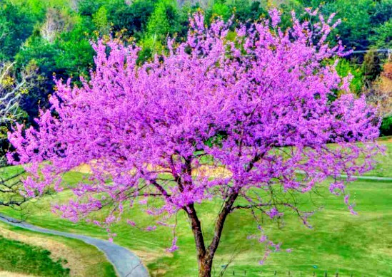 25 Eastern Redbud Judas Tree Purple Bloom Seed Pods 20-30’ Tall (150-200 Seeds)
