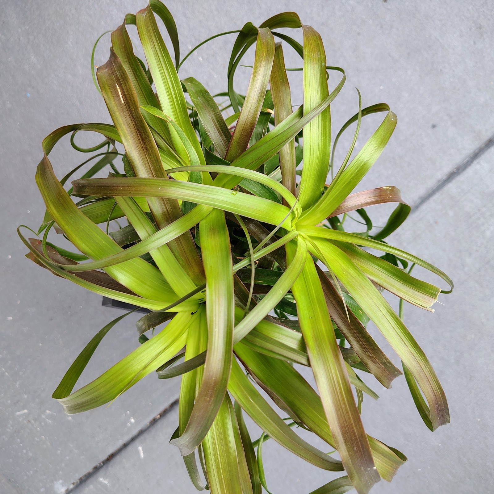 Ponytail Palm (Beaucarnea) Live Potted Houseplant Green 12 in, Red Pot
