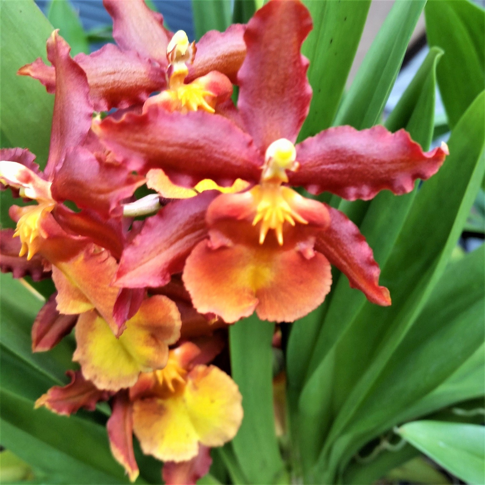 The Catatante ‘Sun King’ Orchid – Beautiful colorful blooms – Easy to grow !