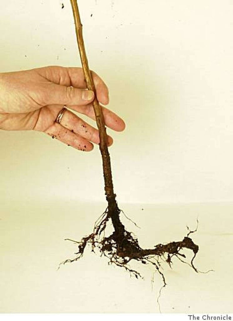 3 Raspberry Plants “Himbo-Top” Everbearing (3 Dormant Bare Root Canes)Zone 4-8