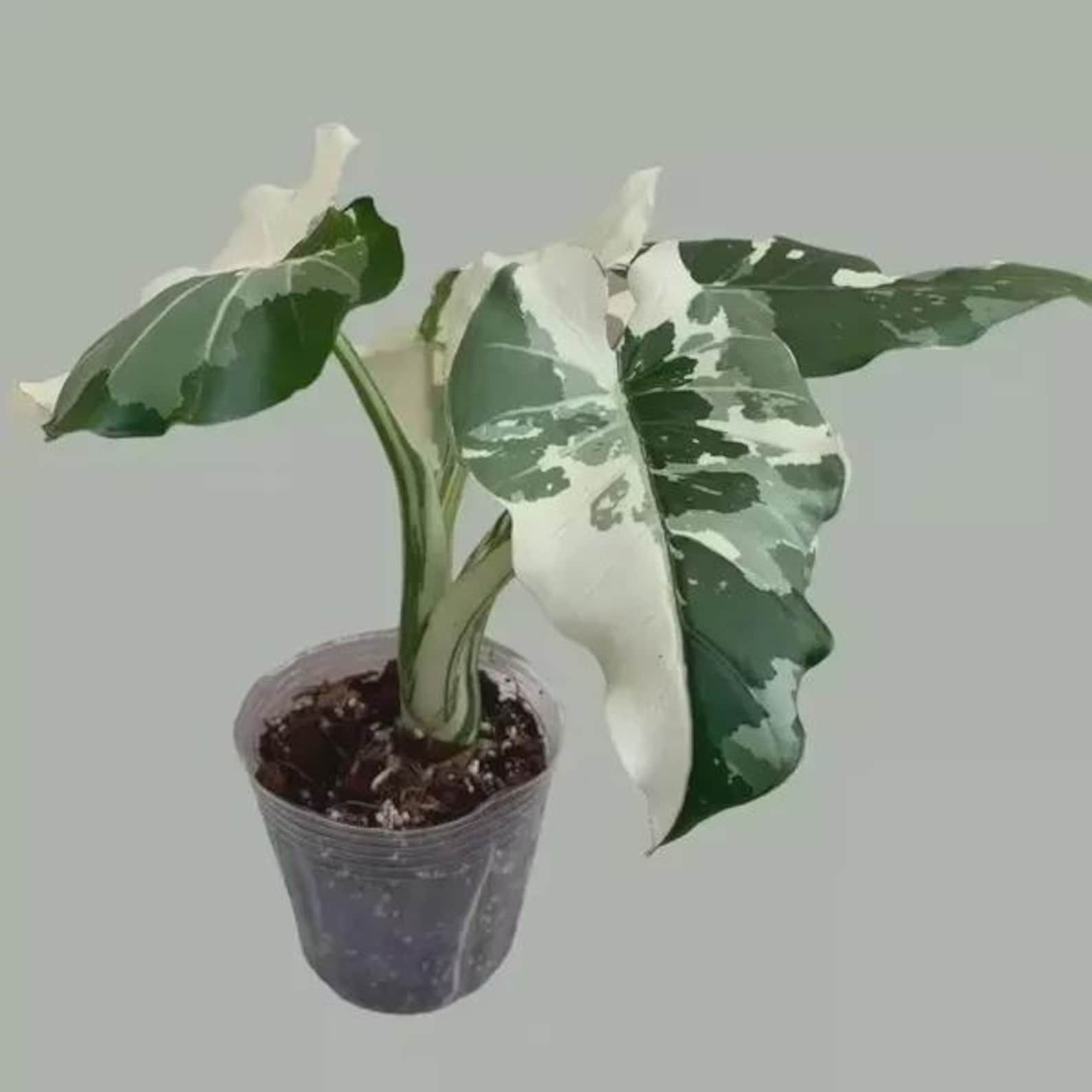 Alocasia Okinawa silver starter plant (ALL require you to purchase any 2 plants)